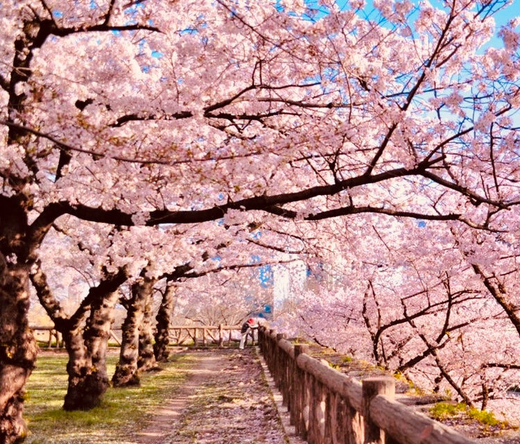 The Flowers