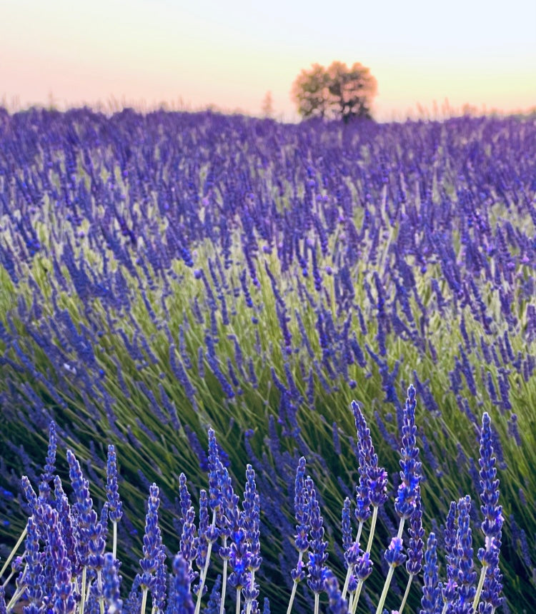 Lavender Fields